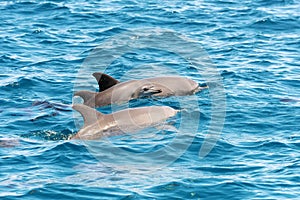 Dolphins jumping over sea waves