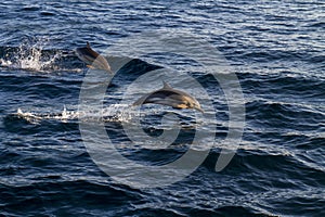 Dolphins jumping over the waves.