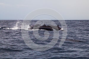 Dolphins Jumping in the Sea Ocean