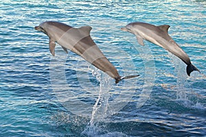 Dolphins jumping two