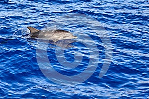 Delfíny skákanie vlny z atlantický oceán 