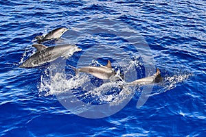 Dolphins jumping from the waves of the Atlantic Ocean