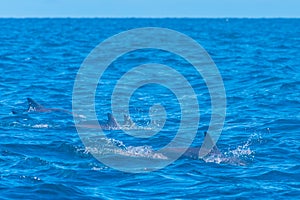 Dolphins jumping in the waves off the coast of Sri Lanka near Ka