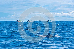 Dolphins jumping in the waves off the coast of Sri Lanka near Ka