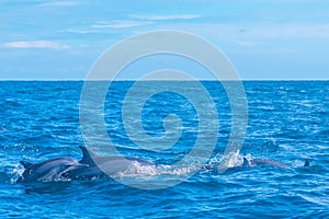 Dolphins jumping in the waves off the coast of Sri Lanka near Ka