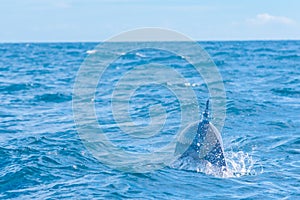 Dolphins jumping in the waves off the coast of Sri Lanka near Ka