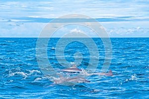 Dolphins jumping in the waves off the coast of Sri Lanka near Ka