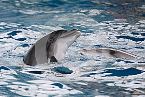 Dolphins love dancing on the water surface