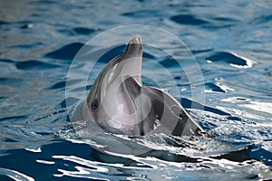 Dolphins love dancing on the water surface