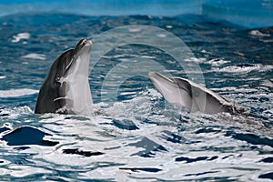 Dolphins love dancing on the water surface