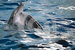 Dolphins love dancing on the water surface