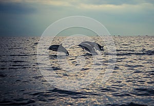 Dolphins at Lovina beach