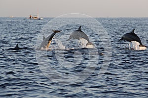 Dolphins at Lovina img