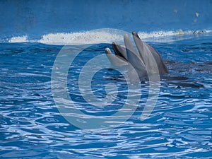 Dolphins at Miami Seaquarium