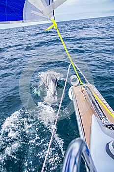 Delfines más cercano navegación yate 
