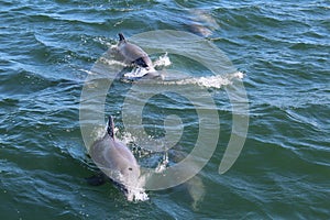 Dolphins in Ocean Port Aransas Texas