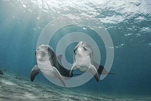 Dolphins , pair , red sea