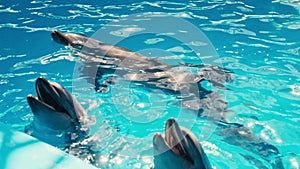 Dolphins perform at the Dolphinarium