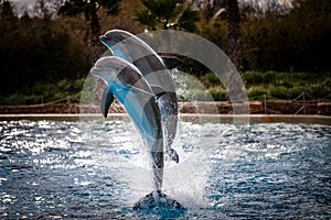 Jumping dolphins  at Attica Zoological Park in Athens Greece. photo