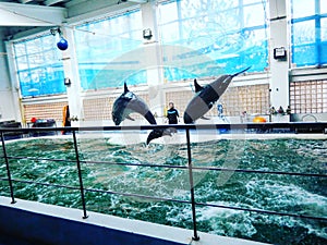 Dolphins performing