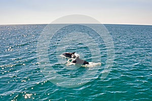 Dolphins play and accompany the yacht