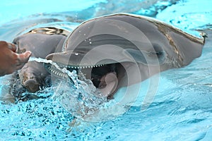 Dolphins play with man in aquarium with blue water