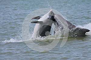 Dolphins playing