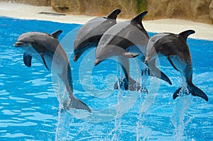 Dolphins playing in the pool.