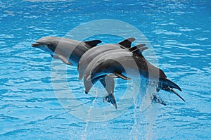 Dolphins playing in the pool.