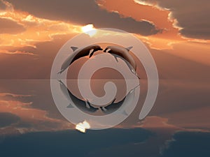 Dolphins playing in the sunset