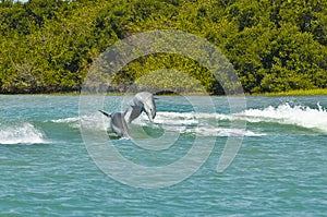 Dolphins Porpoising, Florida