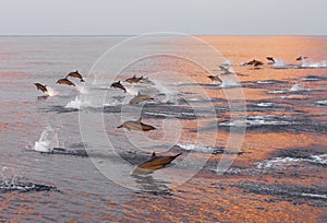 Dolphins are pursuing a flock of fish at sunset.