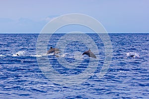 Dolphins in the sea near Lovina, Bali