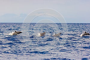 Dolphins in the sea near Lovina, Bali