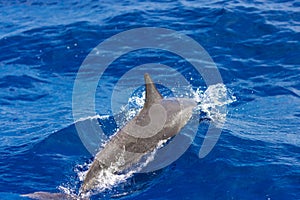 Dolphins in the sea near Lovina, Bali