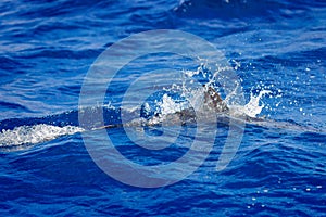 Dolphins in the sea near Lovina, Bali