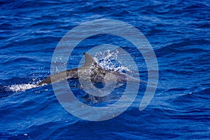 Dolphins in the sea near Lovina, Bali