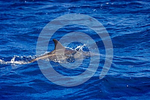 Dolphins in the sea near Lovina, Bali