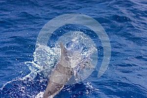 Dolphins in the sea near Lovina, Bali