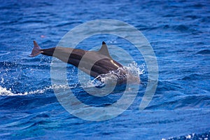 Dolphins in the sea near Lovina, Bali