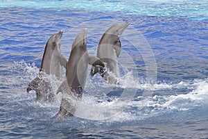 Dolphins standing out of the water