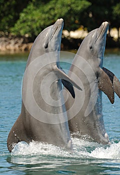 Dolphins standing on tails