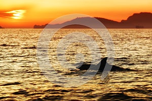 Delfini sul tramonto, 