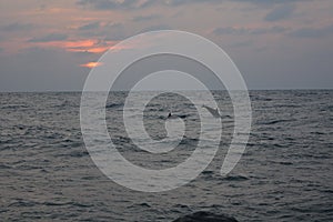 Dolphins at sunset at Red Sea Beach Jeddah. photo