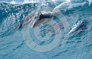 Dolphins surfing off a tropical island paradise in Queensland, Australia