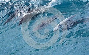 Dolphins surfing off a tropical island paradise in Queensland, Australia