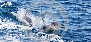Dolphins Swim Alongside Boat