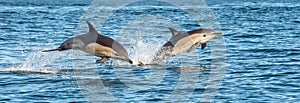 Dolphins swim and jumping