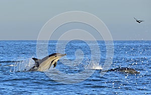 Dolphins swim and jumping out from the water.