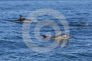 Dolphins Swimming in the Algarve